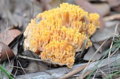 Ramaria capitata