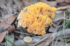 Ramaria capitata
