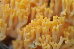 Ramaria capitata