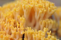 Ramaria capitata