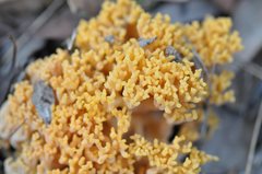 Ramaria capitata