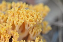 Ramaria capitata