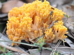 Ramaria capitata