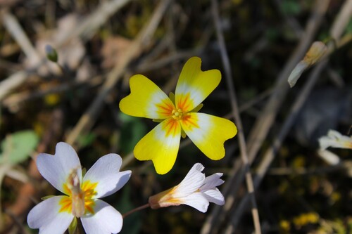 Image of Leavenworthia stylosa by (c) Dominic, some rights reserved (CC BY)