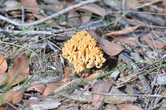 Ramaria capitata