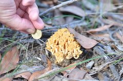 Ramaria capitata