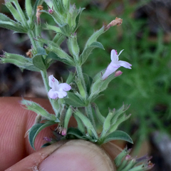 Hedeoma oblongifolia