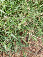 Urochloa lata