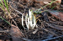 Clavaria alboglobospora