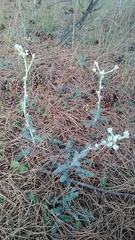 Seseli dichotomum