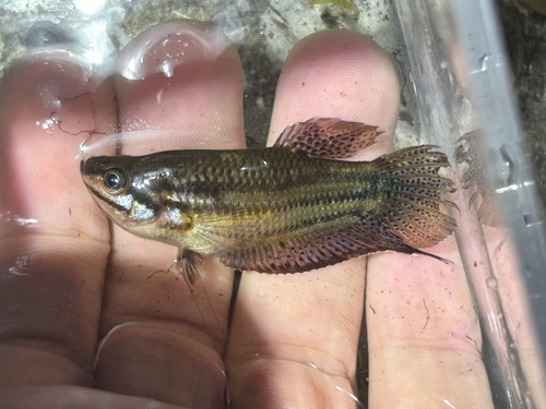 Croaking gourami (Trichopsis vittata) — Osphronemidae — 3