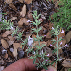Hedeoma oblongifolia