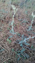 Seseli dichotomum