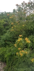 Ailanthus altissima