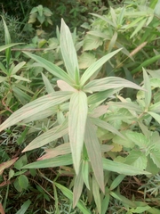 Spigelia anthelmia