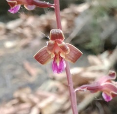 Bletia nitida