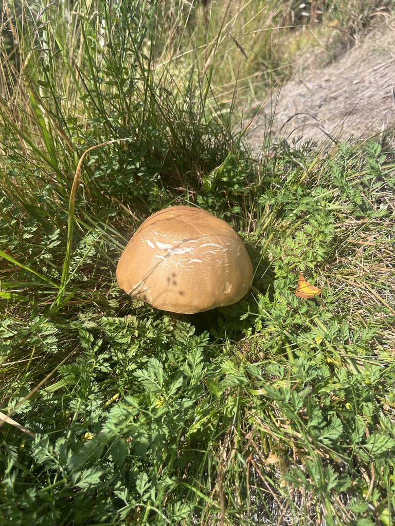 Leccinum scabrum · March 2025 · photo: © ofo68 (iNaturalist, cc-by-nc-sa)