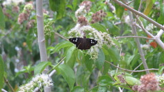 Polygonus savigny savigny