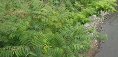 Ailanthus altissima