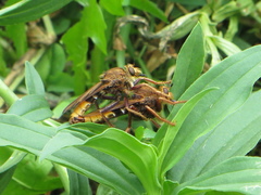 Asilus crabroniformis
