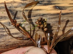 Potamogeton obtusifolius