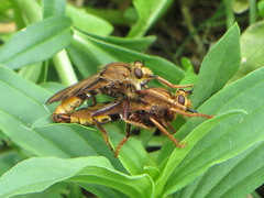 Asilus crabroniformis