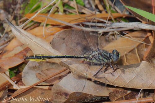 Sandhill Clubtail photo 2