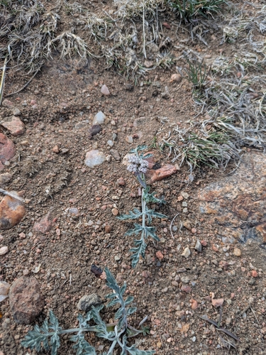 Image of Lomatium orientale by (c) MtBotany, some rights reserved (CC BY-SA)