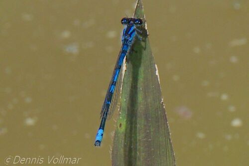 Sandhill Bluet photo 4