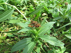 Asilus crabroniformis