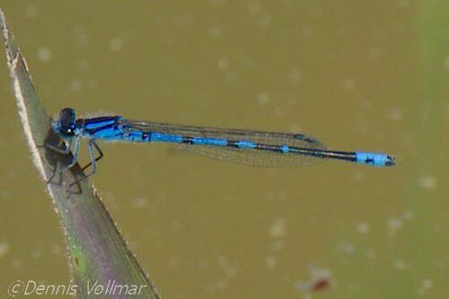 Sandhill Bluet photo 2