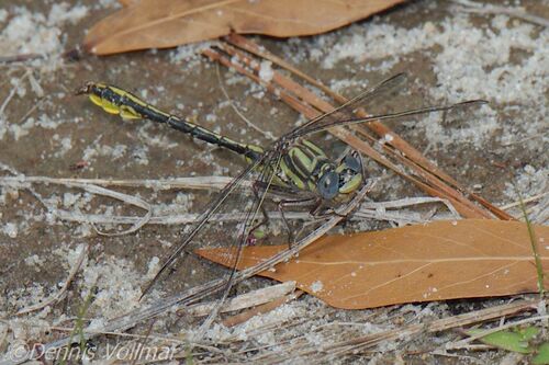 Sandhill Clubtail photo 4