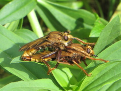 Asilus crabroniformis