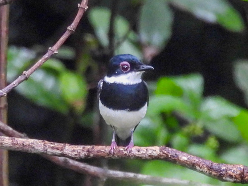 Chestnut Wattle-eye (Dyaphorophyia castanea), photo 8
