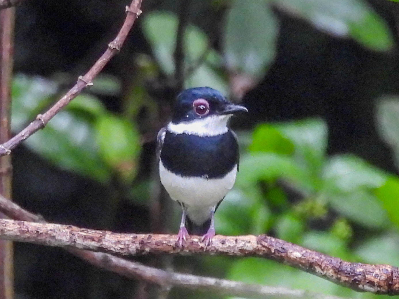 Chestnut Wattle-eye (Dyaphorophyia castanea), photo 7