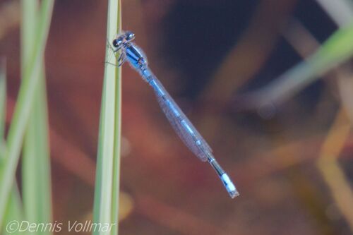 Sandhill Bluet photo 5