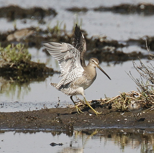 Long-billed Dowitcher, Fremont, CA, USA, photo 10 of 10