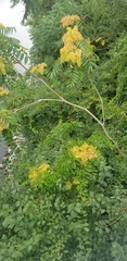 Ailanthus altissima