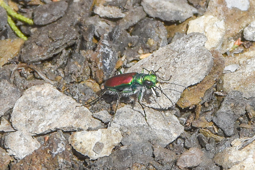 Splendid Tiger Beetle photo 5