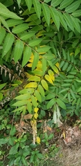 Ailanthus altissima