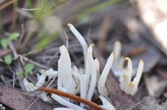 Clavaria alboglobospora