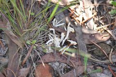 Clavaria alboglobospora