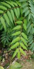 Ailanthus altissima
