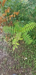 Ailanthus altissima