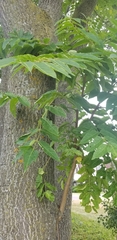 Ailanthus altissima