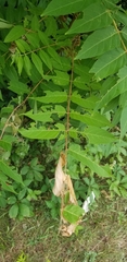 Ailanthus altissima