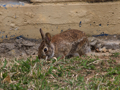 Eastern Cottontail photographed in Oklahoma