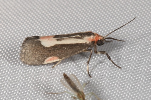 Packard's Lichen Moth photo 5