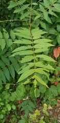 Ailanthus altissima