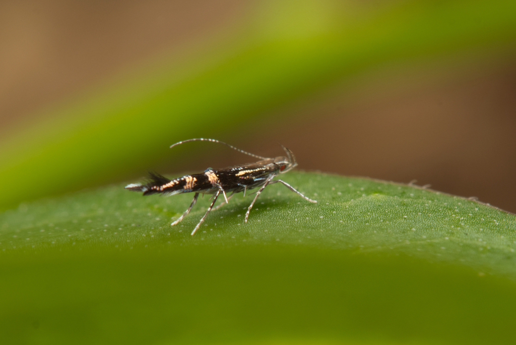 Cosmopterix phaesphora